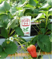P1_写真③.png