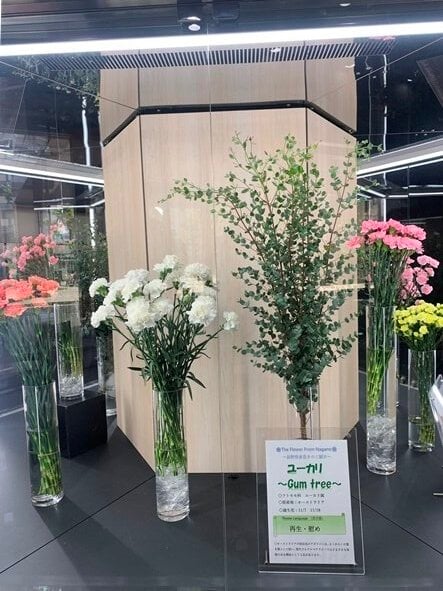 WEBP9_12.4-10ユーカリ.jpg
