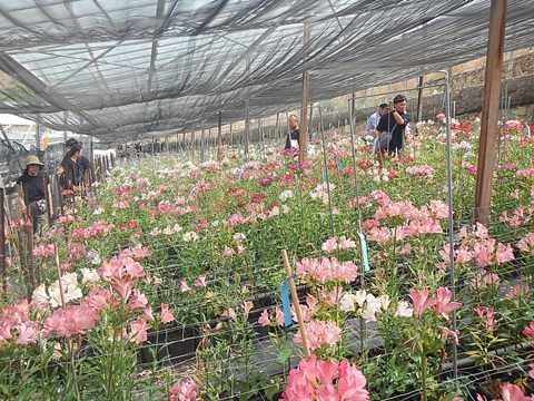 webP1花①品種選抜圃場から候補を選ぶ.JPG