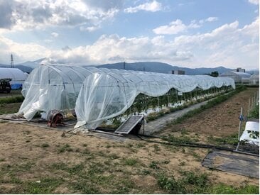 P1_生産振興部(ピーマン簡易雨よけハウス).jpg