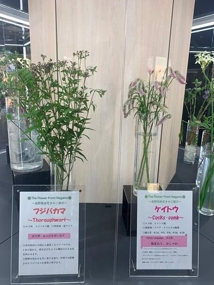 WEBP9_09.11-17ケイトウ、フジバカマ.jpg