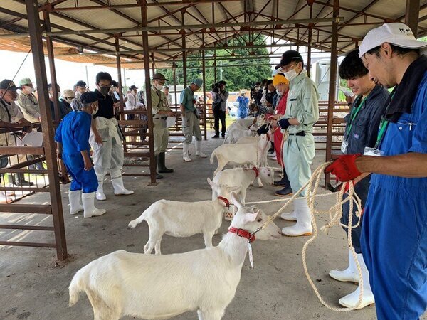 下伊那子山羊市場　年に一度の共進会とセリ
