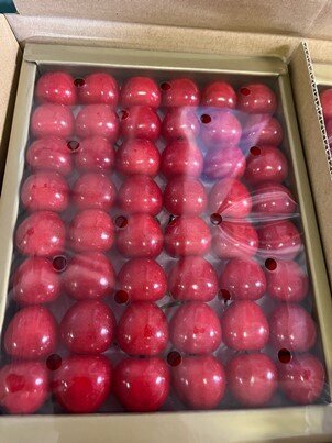 サクランボの出荷スタート
