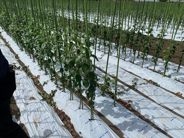 生産販売部 果実花き課の取組み