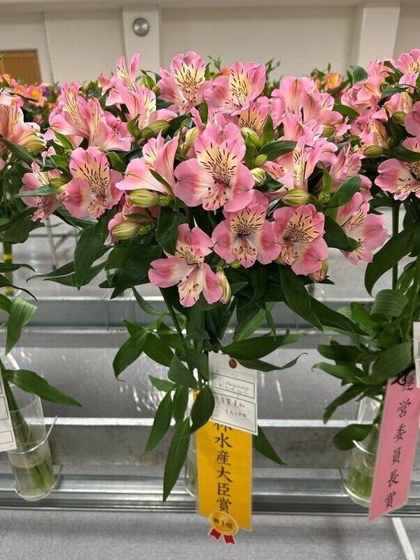 信州フラワーショーウィンターセレクション農林水産大臣賞に有賀美和さん（JA上伊那）のアストロメリア
