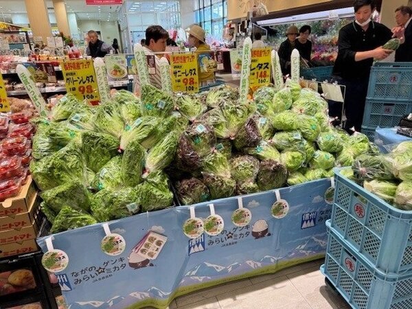 北九州中央卸売市場で朝日村産レタス類のトップセールスを実施