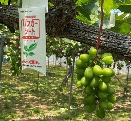 生産購買部　肥料農薬課の取り組み　　　　　総合的害虫管理の基幹防除剤として期待　　　～天敵資材「バンカーシート」～