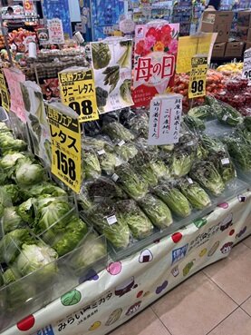 P7下_レタス切り替え①.jpg