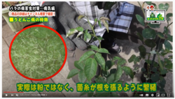 住友動画.PNG