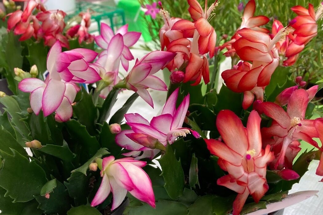 シャコバサボテンの花が咲かない？