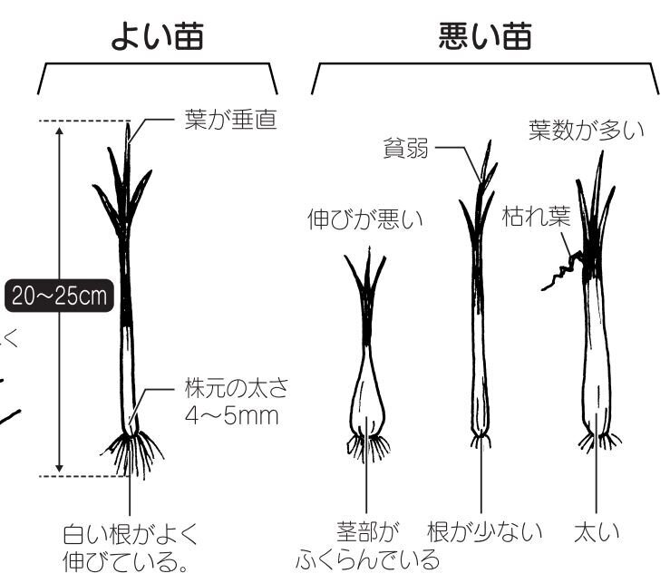 たまねぎの植え方