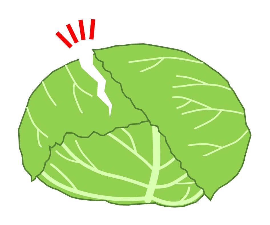 キャベツが割れる原因？