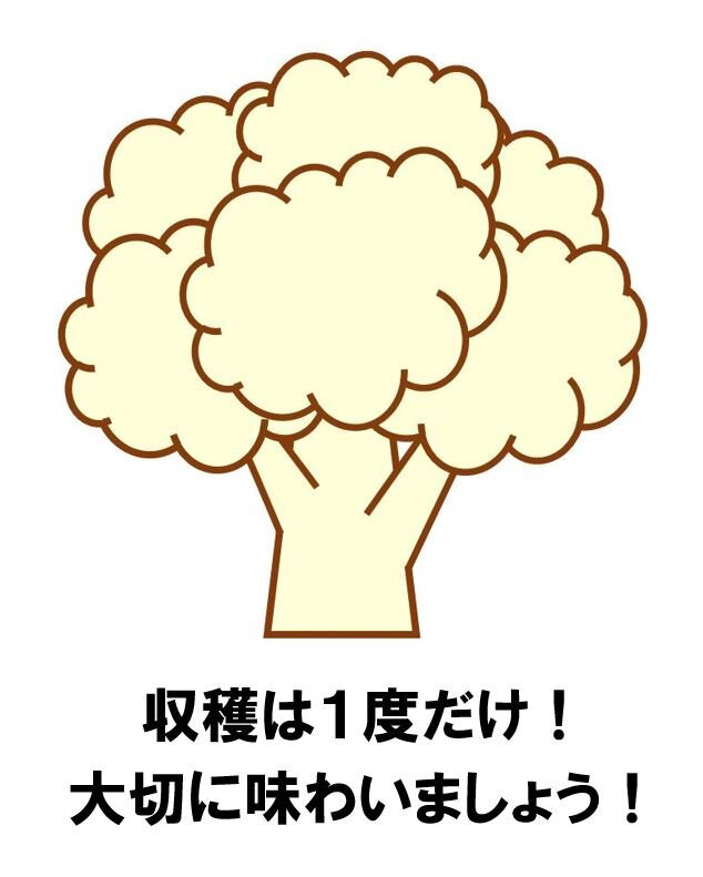 カリフラワーは脇芽が採れる？