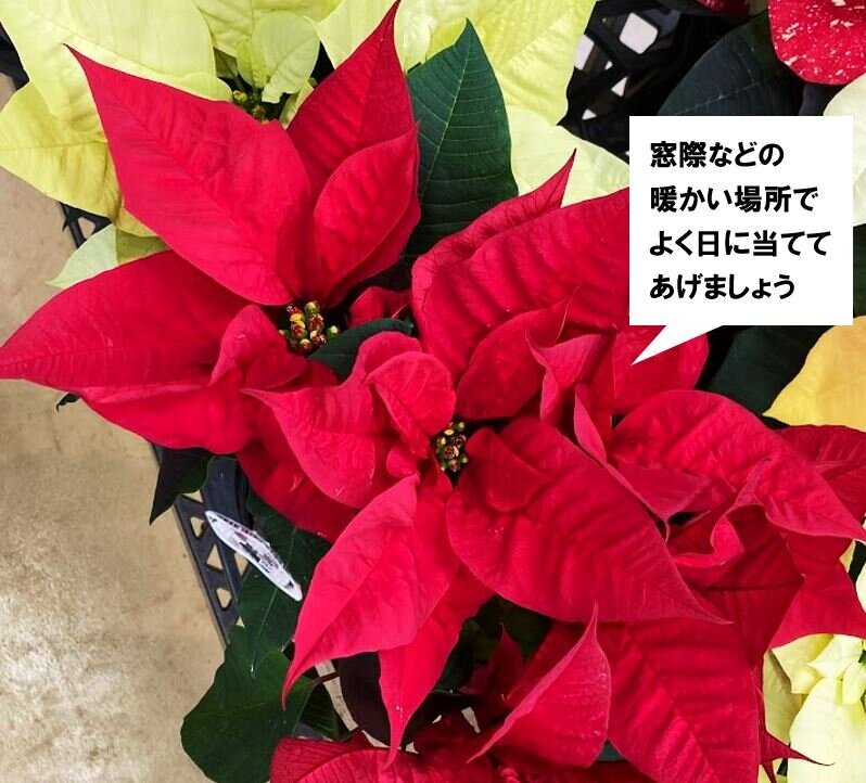 ポインセチアを長く咲かせるコツ