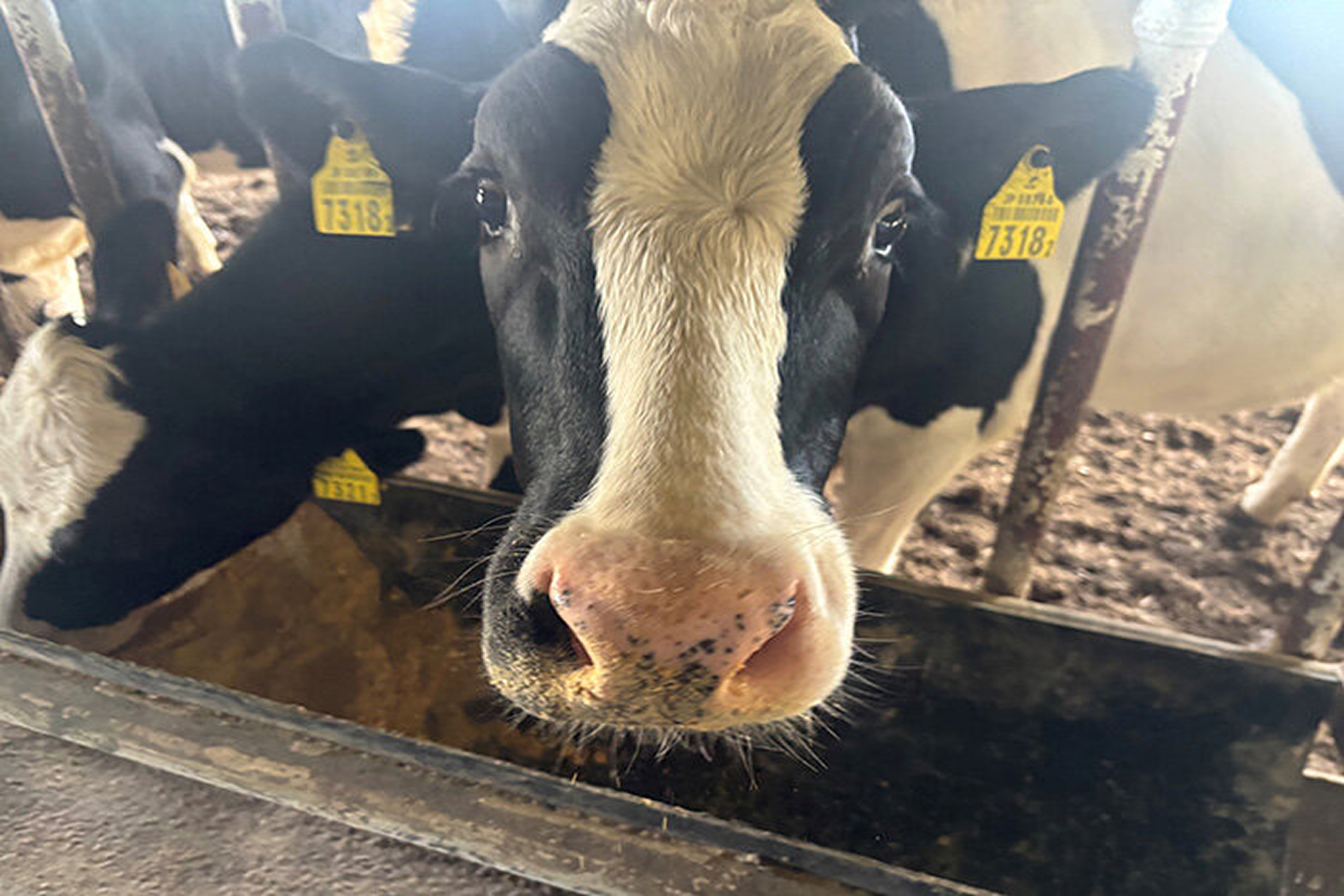 products-dairy-farm-experience-image1