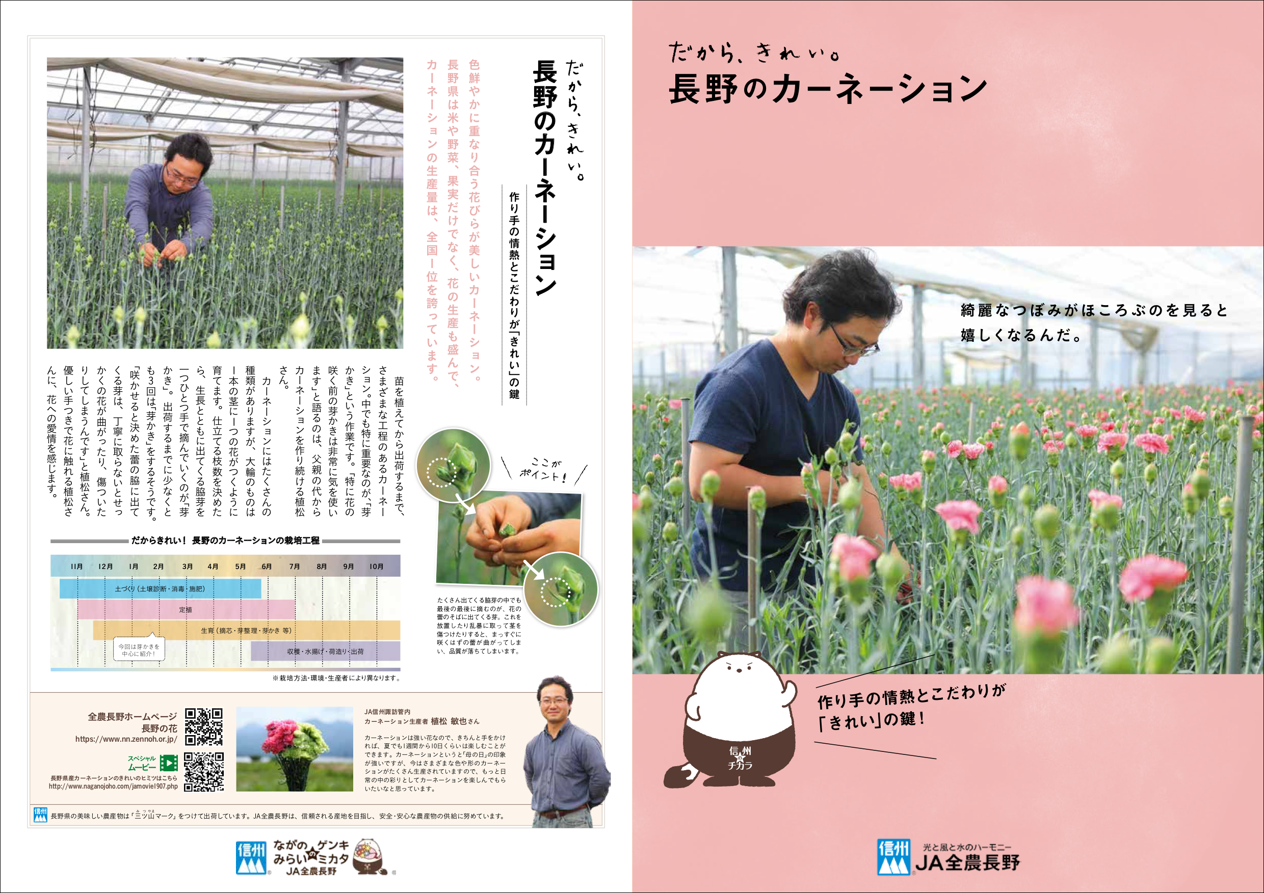 だから、きれい。長野のカーネーション