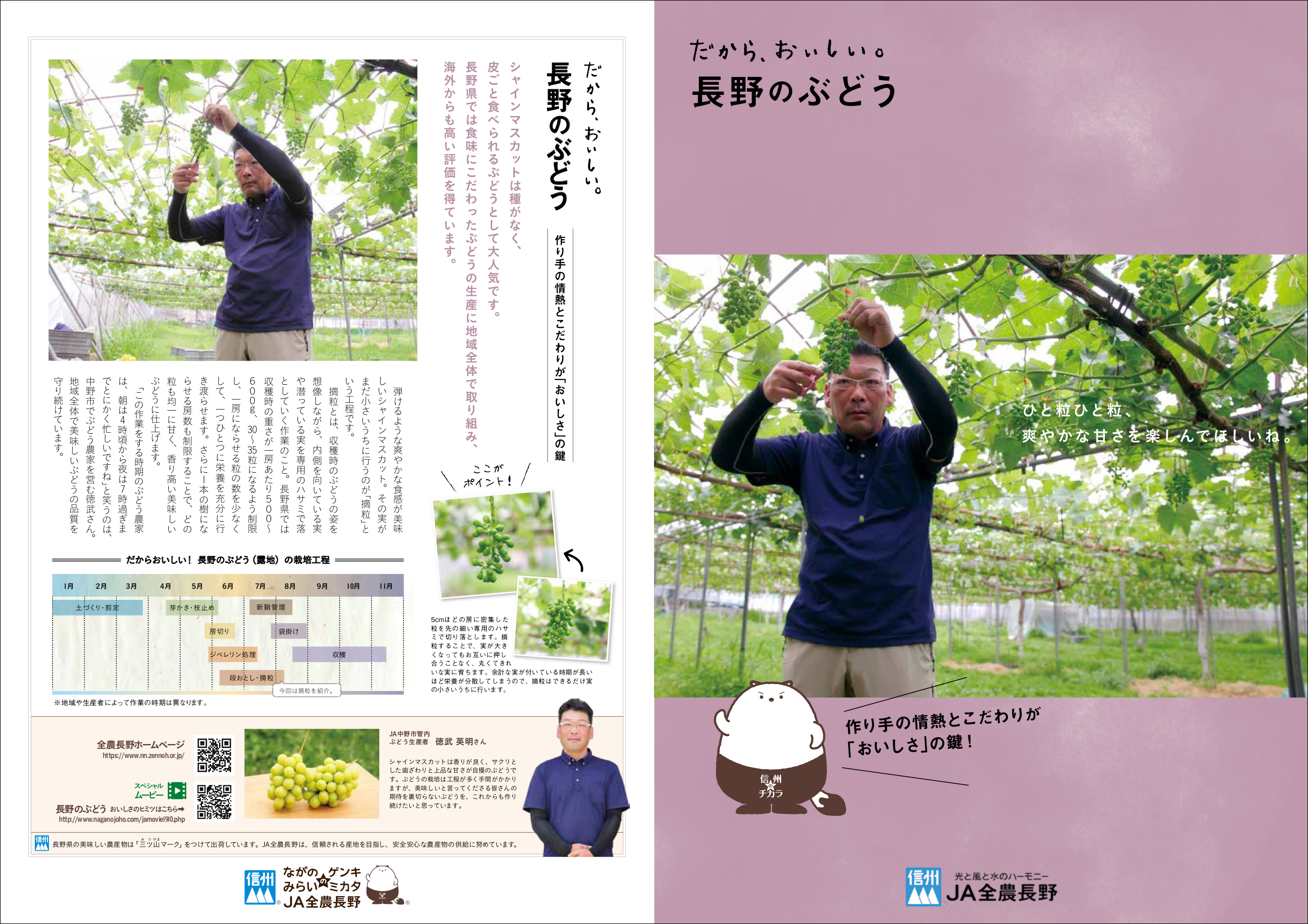 だから、おいしい。長野のぶどう