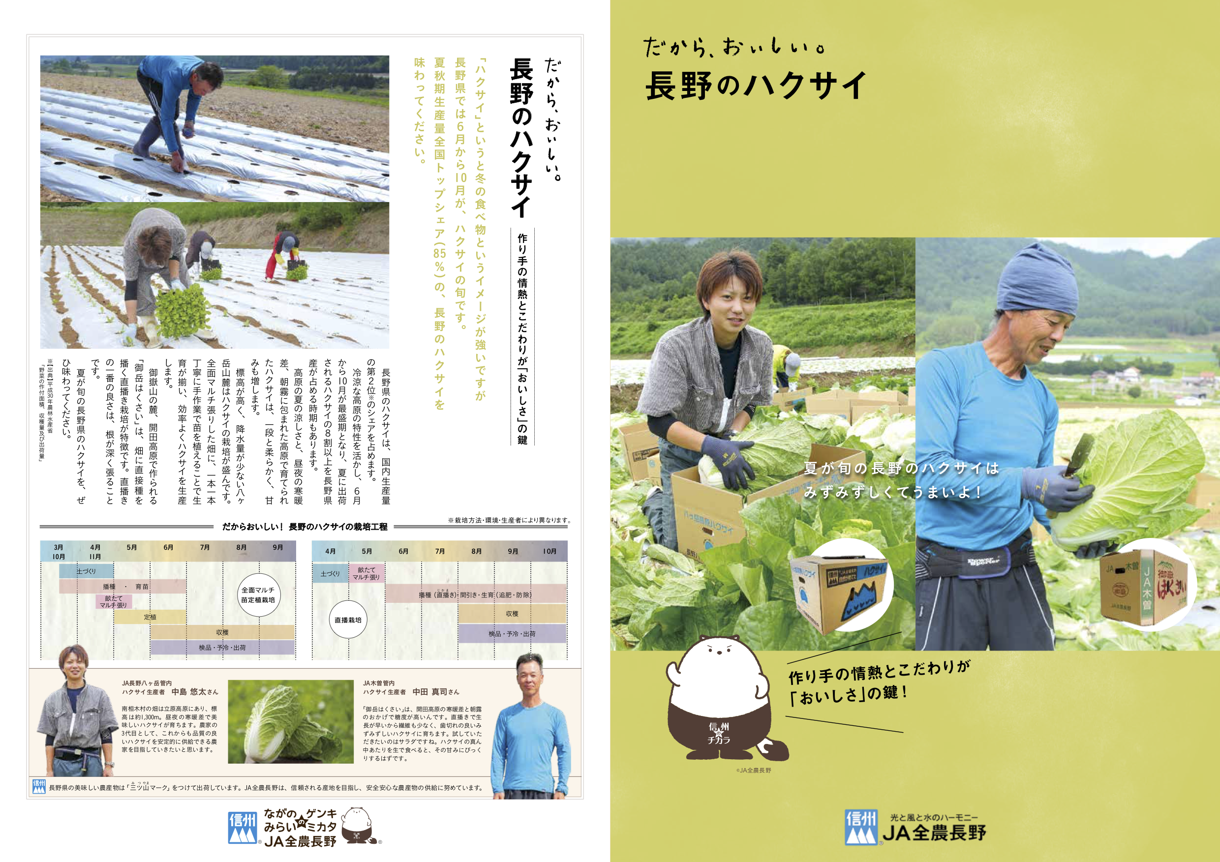 だから、おいしい。長野のハクサイ