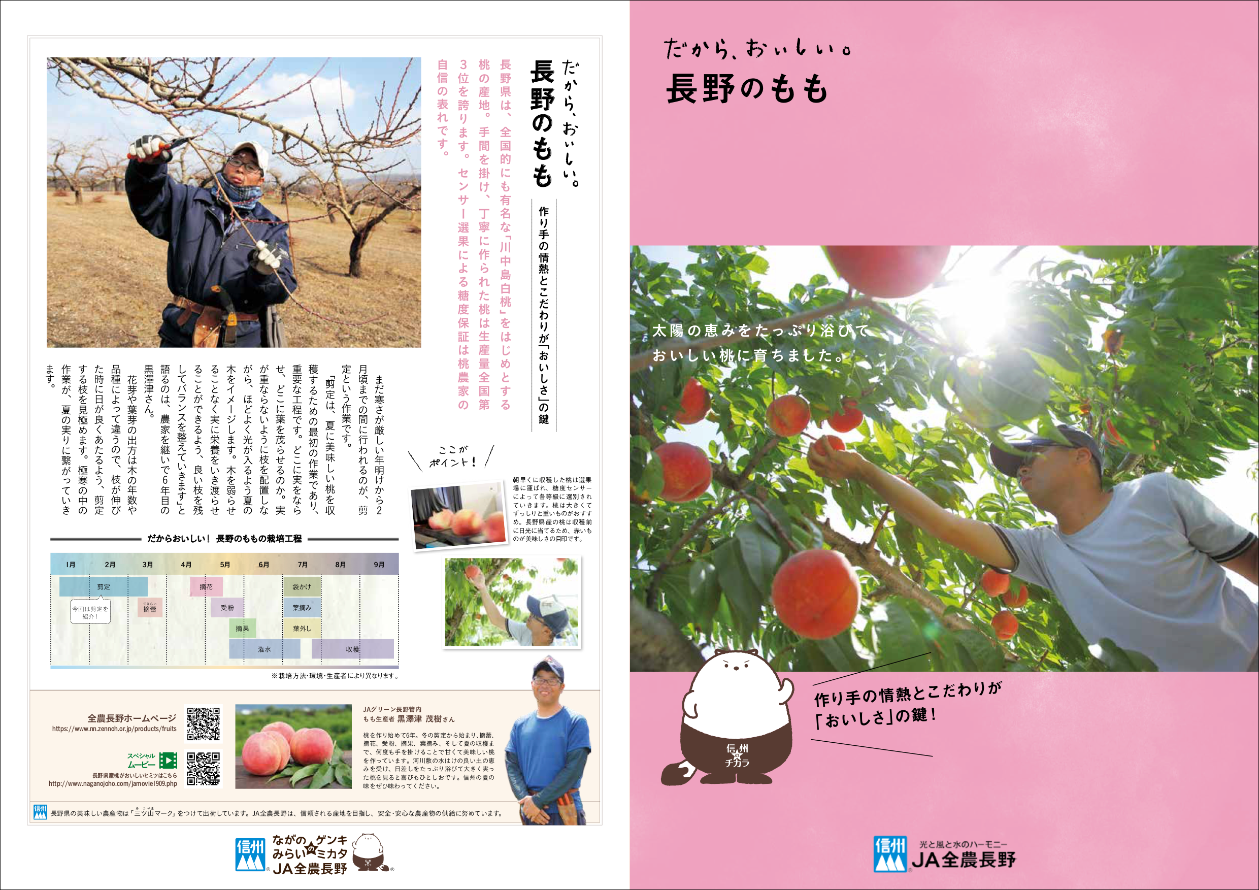 だから、おいしい。長野のもも